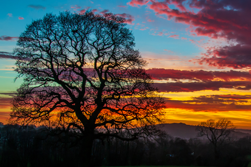 oak tree silhoutte